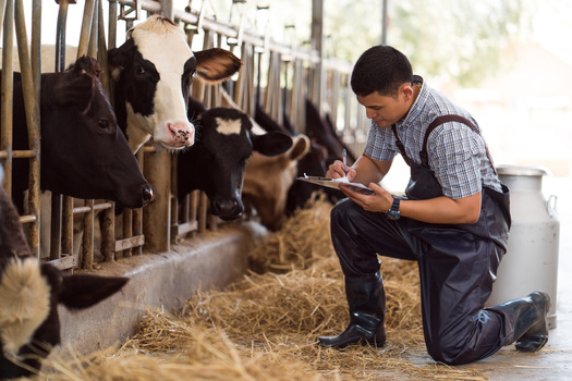 Since 1939, Maine has celebrated June as Maine Dairy Month. The event currently honors the 176 dairy farmers caring for 700,000 acres of critical farmland across the state. (Adobe Stock)