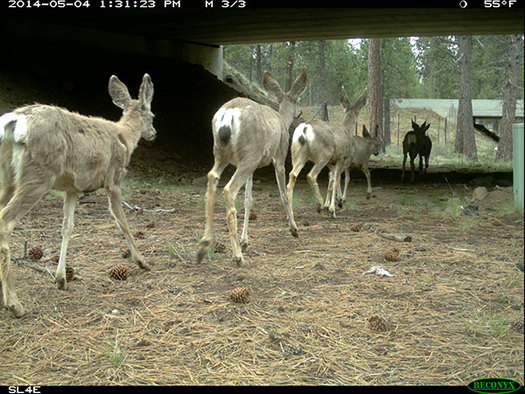 A passage under U.S. Highway 97 south of Bend is one of Oregon's five completed wildlife crossings. (Oregon Department of Fish and Wildlife)
