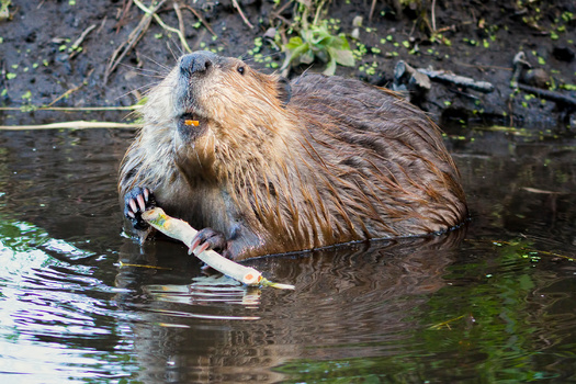 New Mexico's 482,000 acres of wetlands are aided by the beaver, a keystone species, in creating new habitat that can support a myriad of birds and amphibians. (dfikar/Adobestock)