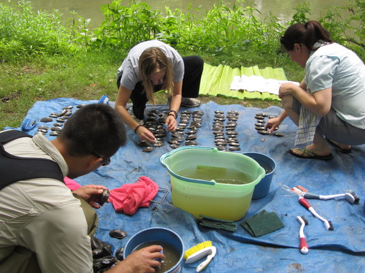 Volunteers with the Partnership for the Delaware Estuary place numbered tags on freshwater mussels so they can be tracked in the Delaware River. (Photo courtesy Partnership for the Delaware Estuary)
