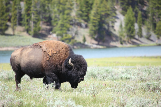 Senate Bill 442 would have appropriated $30 million to Habitat Montana, the state's premier  environmental conservation program. (Adobe Stock) 