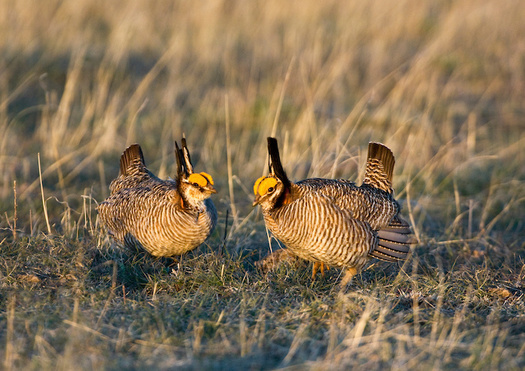 Lesser prairie chickens require large parcels of intact native grasslands, often in excess of 20,000 acres, according to the Center for Biological Diversity. (Adobe Stock)