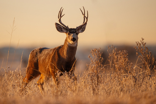 Since the early 90s, the state has lost about 250,000 mule deer. (Adobe Stock)