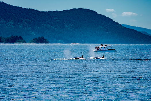 A new law in Washington state creates a single buffer zone around orcas of 1,000 yards for small vessels. (Scott Bufkin/Adobe Stock)