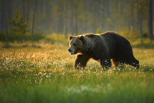 In the 1800s, about 50,000 grizzly bears roamed the western United States. Now, that number is fewer than 2,000. Despite the dwindling numbers, the government has tried to remove them from the Endangered Species List and twice been rebuffed, according to the Alliance for the Wild Rockies. (Adobe Stock) 