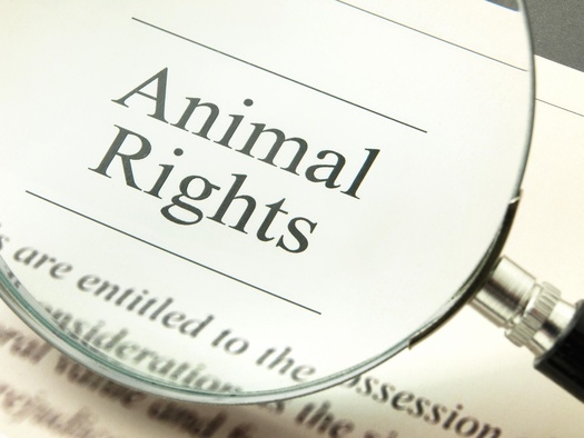 A trial involving three animal rights activists, charged with their entry into a breeding and researching facility in Wisconsin, is scheduled to begin in November. (Adobe Stock)