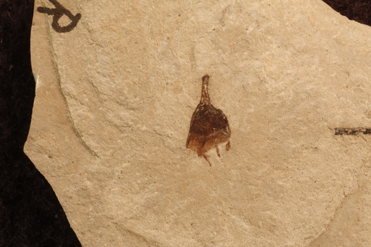 Fossil research suggests the oldest chile pepper specimen may be from the Southwest, and not South America as originally believed. (R. Deanna/University of Colorado)