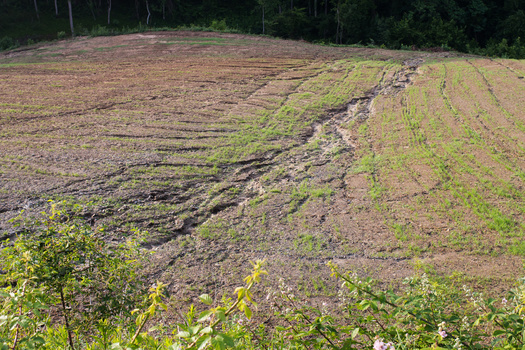 Experts say canopy cover to prevent rainfall from directly striking sloped soil, and a strong plant root system to bind the soil, are two of the best methods for preventing erosion. (Adobe Stock)