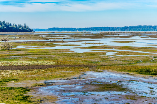 Wetlands cover nearly 940,000 acres in Washington state. (George Cole/Adobe Stock)