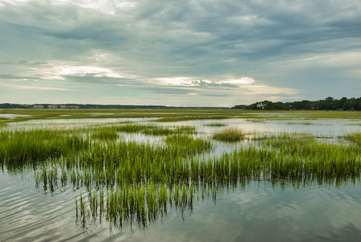 Wetlands are valuable for flood protection, water quality improvement, shoreline erosion control, and provide habitat for thousands of species, according to the U.S. Geological Survey.(Adobe Stock)