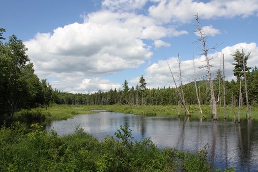 More than one-third of threatened and endangered species live only in wetlands, according to the EPA. In Maine, some of the threatened species found in wetlands include the Blanding's Turtle, Ringed Boghaunter Dragonfly, and English Sundew. (Adobe Stock)