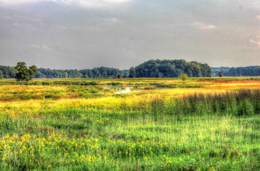 A wetland and marsh area at Chain O' Lakes State Park. Illinois' Interagency Wetland Policy Act of 1989 set a goal of no net loss of wetlands due to projects funded by the state. (GoodFreePhotos.com)