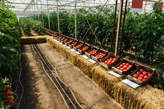 Smaller and mid-sized farms say due to market concentration and supply-chain issues within agriculture have made it much harder to get their foods to various markets, including schools and restaurants within their own regions. (Adobe Stock)