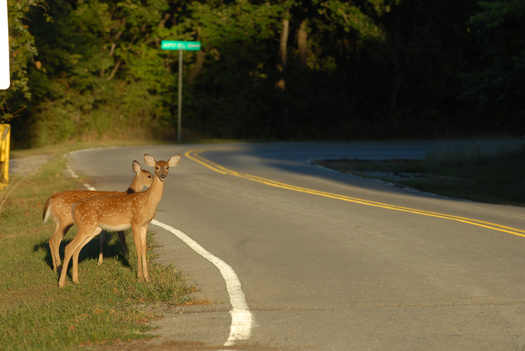 Hundreds of wildlife crossing structures are still needed across Colorado to restore historic migration corridors. (Adobe Stock)