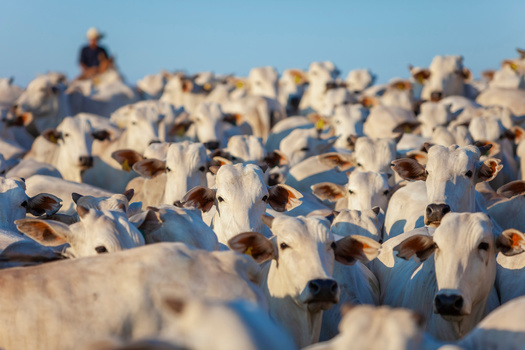 Scientists say to correct the problem of overgrazing and wildlife habitat degradation on public lands, the livestock stocking rate would need to be reduced by about two-thirds from present numbers. (Adobe Stock)