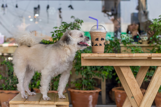 While there has been some backlash from customers, a number of states have adopted laws that allow dogs to be at outdoor restaurants, so long as they stay away from food preparation. (Adobe Stock)