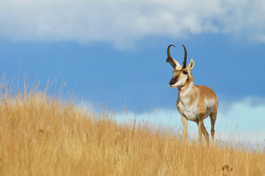 There are about 25,000 pronghorn in Oregon. (tomreichner/Adobe Stock)