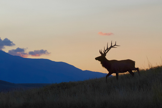 The Theodore Roosevelt Conservation Partnership says mule deer are the most frequently hunted big game animals in Nevada, but they say the opportunity to do so has dropped by more than 30% since the year 2000.(Adobe Stock)