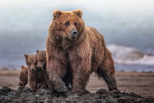 Before being hunted to the brink of extinction, some 50,000 grizzlies roamed the lower 48 states. Today there are fewer than 2,000. (Adobe Stock)