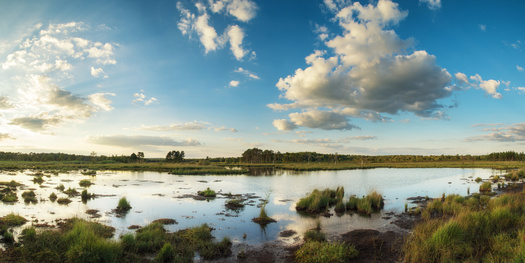 Wetlands make up 10% of Alabama. They vary in size from under an acre to a 100,000-acre forested area in the Mobile-Tensaw River Delta. (Adobe Stock)
