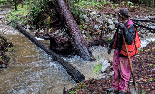 A new park, San Vicente Redwoods, opened up late last year near Santa Cruz, Calif., in an area previously ravaged by fire and logging. (Nadia Hamey)