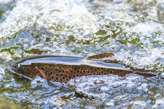 Salmon populations in the Northwest face growing decline in the region. (jamie/Adobe Stock)