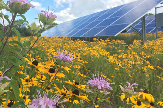 Connexus Energy operates a 'solar meadow' at its headquarters in Ramsey, Minn. (Photo courtesy of Fresh Energy)