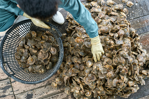 Oyster reefs provide habitat for hundreds of species, including mussels, barnacles and sea anemones, which settle on reefs and provide food for many other species. Crabs and fish also hide from predators within reef crevices. (Adobe Stock)