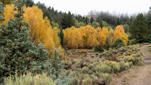 Parcels of land downstream of Ruybal Fox Creek Ranch have been subdivided into 35- to 50-acre large-lot tracts. (Rio Grande Headwaters Land Trust)