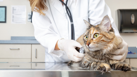 According to the Mars Veterinary Health study, nearly 41,000 additional veterinarians will be needed to meet the needs of companion animal health care by 2030. (Adobe Stock)