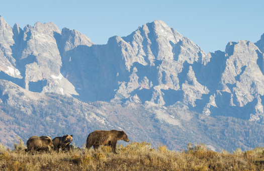 Wyoming Governor Mark Gordon has called for restoring trophy hunting, and recently filed a lawsuit against the U.S. Fish and Wildlife Service for taking too long to remove Endangered Species Act protections for all grizzlies in the state. (Adobe Stock)