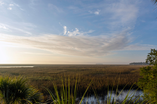 Salt marshes, mangroves and seagrass beds absorb large quantities of carbon dioxide from the atmosphere and store it, thus decreasing the effects of global warming. (Joanne Dale/Adobe Stock) 