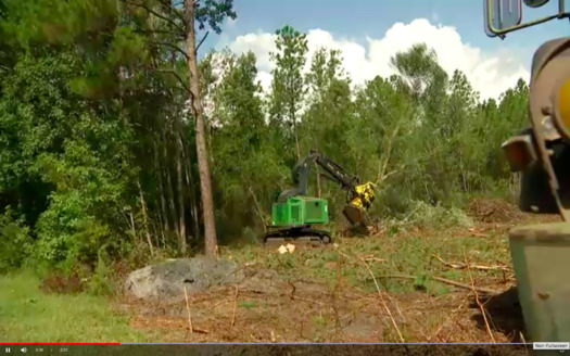 Trees being clear-cut in a forest near Tuckahoe, North Carolina, for use in wood pellet production. (TV2 Denmark)