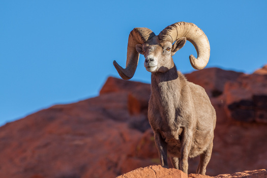Assembly Bill 112, creating a new state fund for use constructing safe wildlife crossings, will go into effect July 1, 2023. (Adobe Stock)