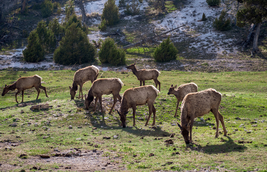 BLM investments will be used to restore 323,000 acres of public lands in the San Luis Valley and 170,000 acres in North Park, home to important big-game migration corridors. (Adobe Stock)