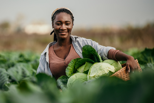 In the next decade, as much as 400,000 acres of Maine farmland will change hands, according to Maine Farmland Trust. The 2017 Census of Agriculture revealed that only 11% of Black farmers in Maine own the land that they cultivate. (Adobe Stock) (Adobe Stock) 