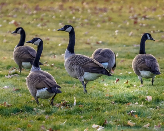 Park district leaders faced with controlling higher populations of Canadian geese say too many of them pose public health and safety risks. But some management plans rely on killing groups of birds, which animal-rights groups say is costly and ineffective, in addition to being cruel. (Adobe Stock)
