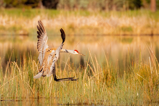 Under the current budget trailer bills, species including the Sandhill crane would lose 