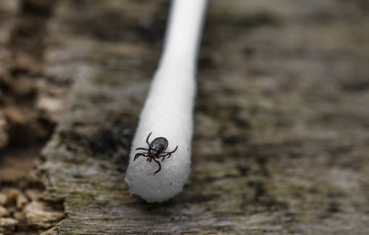 Blacklegged ticks or deer ticks are widely known to transmit Lyme disease, and new research shows they can carry enough prions to infect deer with Chronic Wasting Disease. (Adobe Stock)