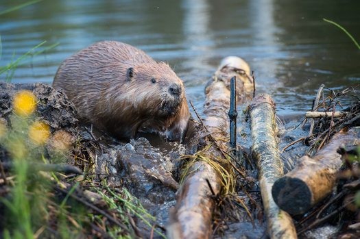 California's flood control strategy includes reintroducing beavers to the state's rivers, because their dams help flood meadows, which allows the water to percolate down to the aquifer. (Jillian/Adobe Stock)