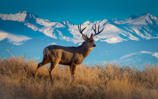 The U.S. Bureau of Land Management is investing $10 million to restore the LaBarge Restoration Landscape Area, which includes sections of the Red Desert to Hoback mule deer migration corridor. (Adobe Stock)