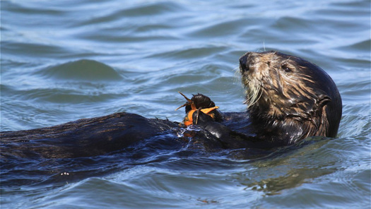 A 2022 U.S. Fish and Wildlife Service assessment found that reintroduction of sea otters is biologically feasible in California, and may have significant benefits for a variety of species in the marine ecosystem. (Lilian Carswell/USFWS)