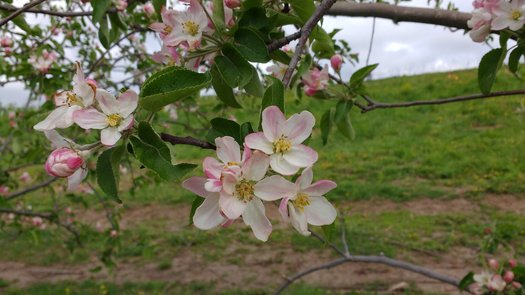 One of the apple blossoms found at The Cider Farm in southwestern Wisconsin, which strives for biodiversity in protecting species. (Photo courtesy of The Cider Farm)