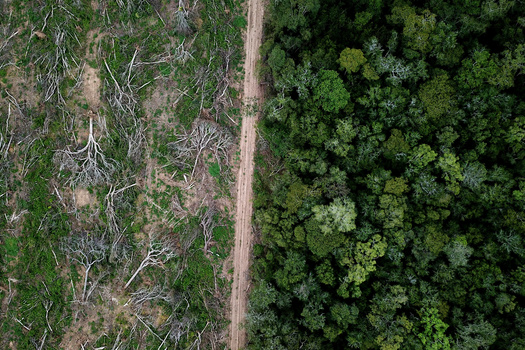 An Accountability Framework Initiative and CDP report found 77% of companies surveyed do not have sufficient traceability across their supply chains to meet their climate accountability commitments. (Adobe Stock)