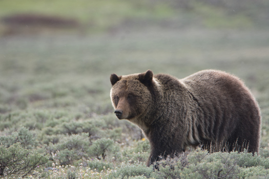 The Cabinet-Yaak ecosystem, one of six designated recovery zones for grizzly bears in the lower 48 states, is located in northwestern Montana and northeastern Idaho. (Adobe Stock)