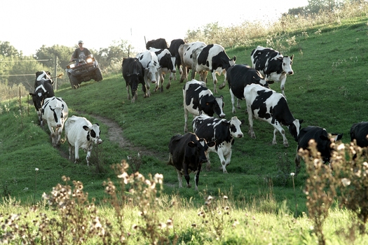 Dairy farmers are proposing a nationwide incentive-based plan that balances milk production with market demand and pays a minimum to cover farmers' costs. (Freund)