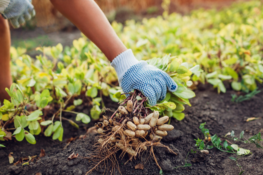 Texas is a leading exporter of agricultural commodities, including peanuts. (maryviolet/AdobeStock)