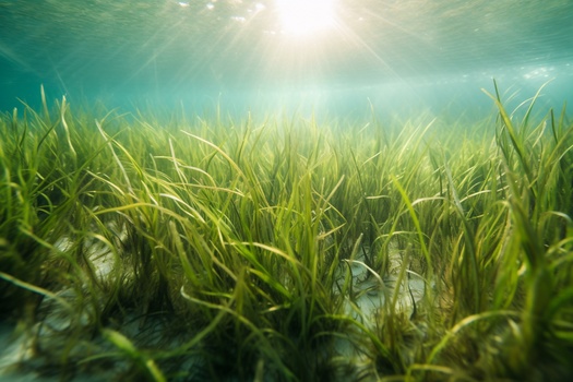 Photographic evidence from the 1930s suggests that seagrass like that in this contemporary photo may have covered between 200,000 and 600,000 acres along the Chesapeake Bay shoreline. (Adobe Stock)