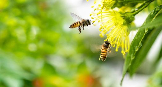 Fall asters (New England asters) and goldenrods are considered two of the most important fall flowers for honey bees and bumble bees, providing some of the last fresh food they will eat before the winter freeze. (Adobe Stock) 