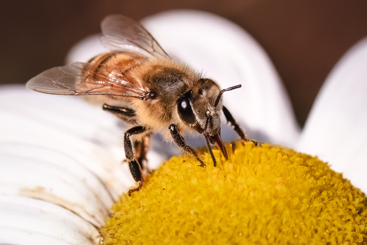 Pollination is crucial to more than 1,200 food crops. It nourishes nearly 200,000 different plants that yield various oils, cotton, seeds, and vegetables. (Victoria Virgona/Adobe Stock)